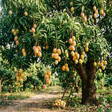 Sweet Mango Tree Live Plant, 22-26'' Tall in Gal Pot, High-Yielding Tropical Fruit Tree for Outdoor Garden Planting
