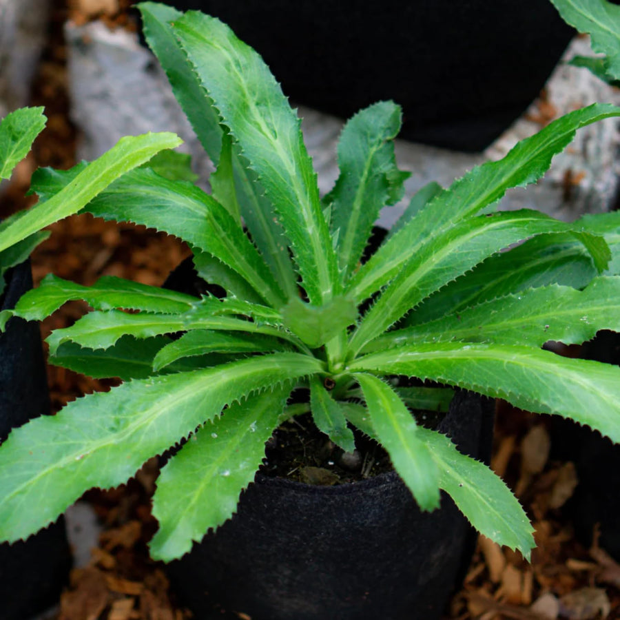 Culantro Plant Live, Culinary Herb Live Plant, 4 Inches Tall in 3.5 Inch Pot, Perennial Garden Beds