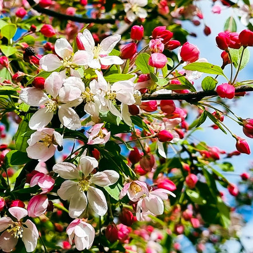 2 Dolgo Crabapple Plants Live, Crabapple Trees Live Plants for Planting 1.5 to 2 Feet Height, White Flowering Crabapple Live Plant