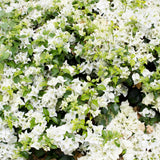 2 Trailing Bougainvillea Plants Live, Hardy Flowering Bougainvillea Plants for Hanging Basket, Container Growing, 4-8 Inches Tall (White)