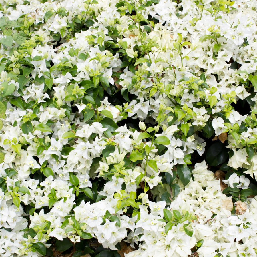 2 Trailing Bougainvillea Plants Live, Hardy Flowering Bougainvillea Plants for Hanging Basket, Container Growing, 4-8 Inches Tall (White)