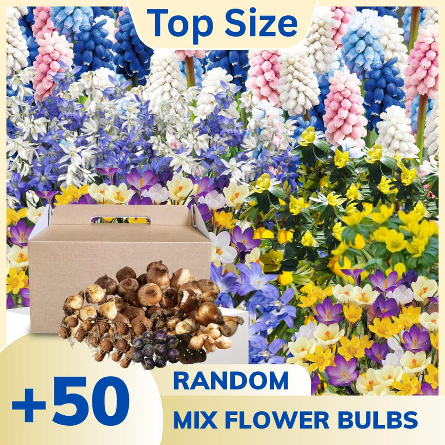 50 Mix Flower Bulbs for Spring Planting, Spring Garden, Early Colorful Blooms, Winter Hardy, Ground Cover Flowerbeds, Borders