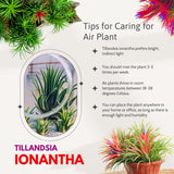 Red Tillandsia Air Plants Live, Set 20 Live Plant, Tillandsia Plants, Succulents Plant Live, Indoor and Outdoor House Plant