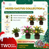Set 2 Christmas Cactus Plants Live, Hanging Baskets Houseplants, Holiday Cactus Indoor Plants Live Well-Rooted 4-9" Tall, No Pot (Multicolor)