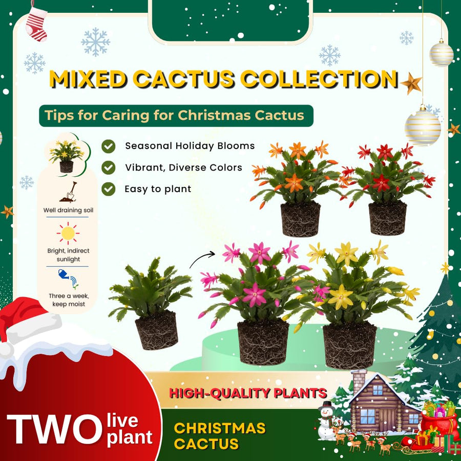 Set 2 Christmas Cactus Plants Live, Hanging Baskets Houseplants, Holiday Cactus Indoor Plants Live Well-Rooted 4-9" Tall, No Pot (Multicolor)