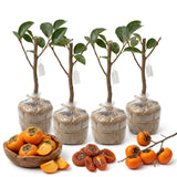 2 Seedlings Persimmon Trees Live Fruit Plants, Dormant No Leaf, Sweet Fruit, Established Roots, 7 to 15 Inches in Tall, Zones 7-10