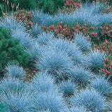 2 Blue Fescue Grass Live Plant in 4" Pot, Oranmental Grass for Home Decor Indoor Outdoor