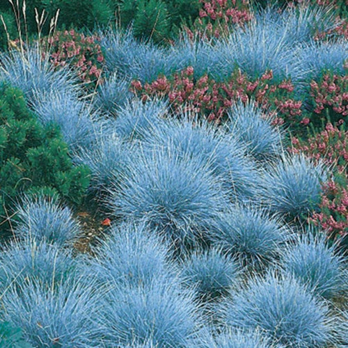 2 Blue Fescue Grass Live Plant in 4" Pot, Oranmental Grass for Home Decor Indoor Outdoor