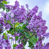 Old Fashion Lilac Bush Live Tree Plant, 1 Year Old Tree for Planting, 6 to 12 Inches in Tall, Hardy Shrub, Dormant in Winter
