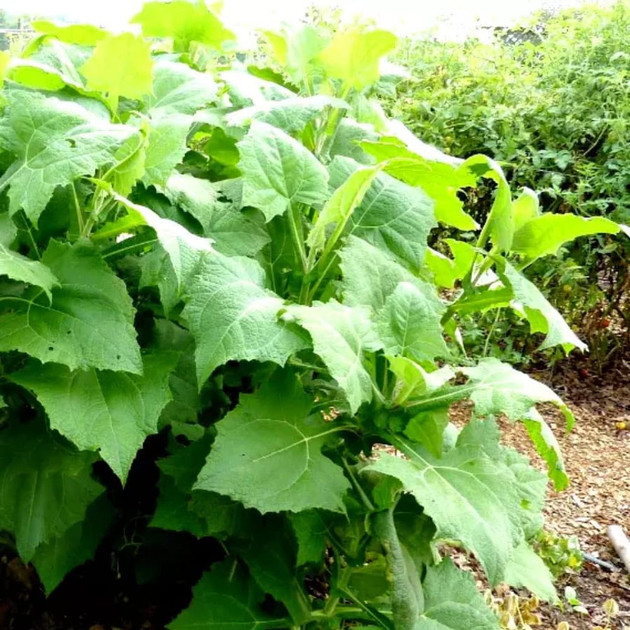 Set 4 Yacon Plants Live, Ground Apple Yacon Live Plants, 4-8 Inc Tall, Yacon Vegetable Home Garden