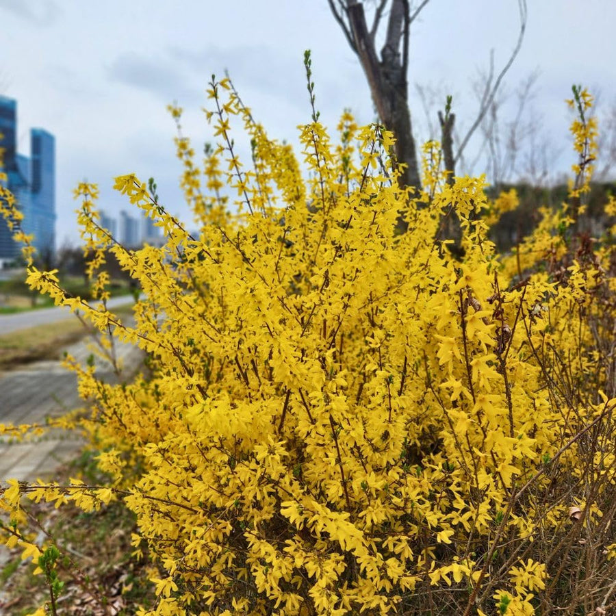 Gold Forsythia Live Plant in 2.5 Inch Pot, Forsythia Plant Live, Hardy Yellow Flowering Shrub for Outdoor Gardens