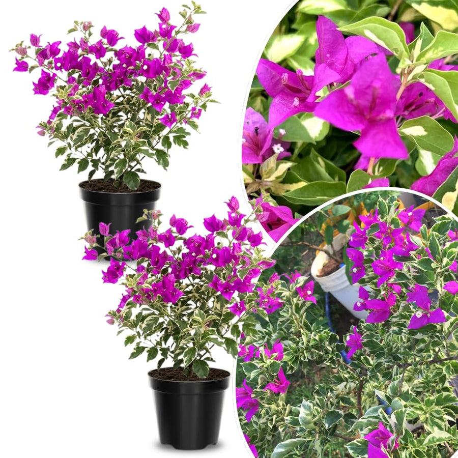 2 Blueberry Ice Bougainvillea Plants Live, Perennial Bougainvillea Flowers Vine, Outdoor Garden Planting 5-9 Inches