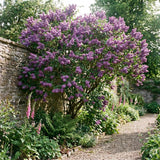 Purple Lilac Plants 12–18" Tall, Well Rooted Live Flowering Lilac Shrubs for Patio, Container and Backyard Landscaping