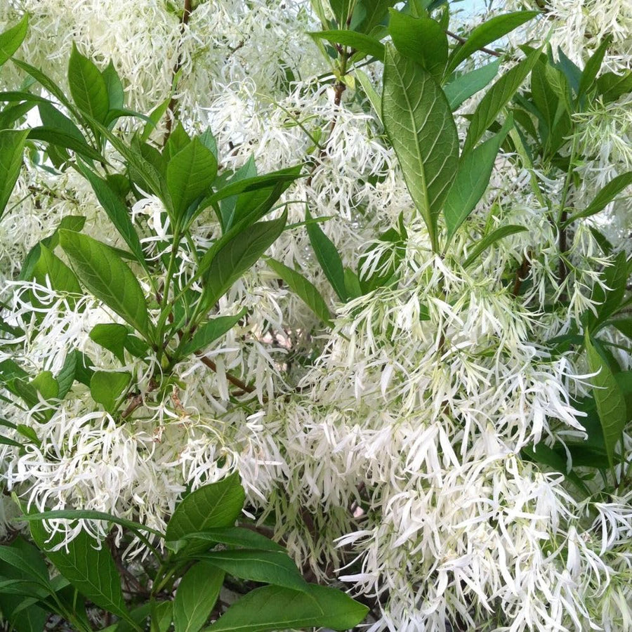White Fringe Tree Live Shrub 6-10 Inch Tall, White Fringe Plant in Quart Pot, Flowering Tree for Outdoor Spaces, Dormant in Winter
