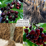 4 Black Cherry Trees Live Plants, Sweet Cherry Plant Live Fruit Tree 12-18 Inch Height, Bareroot Dormant Cherry Tree Plant for Planting