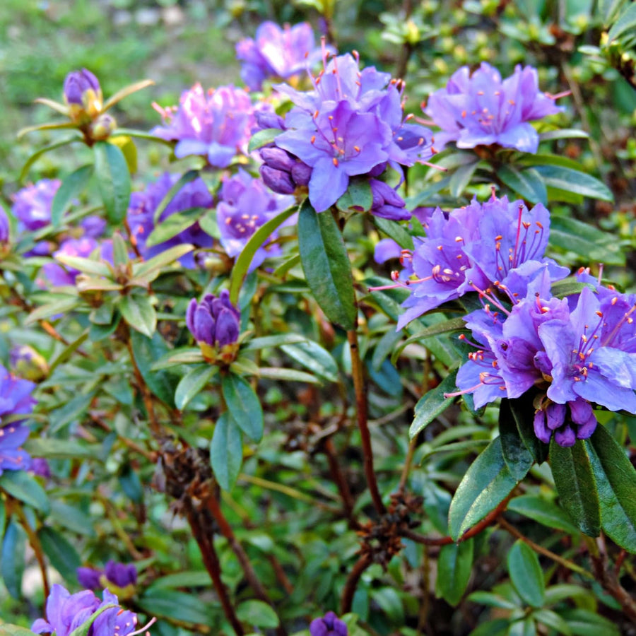 Purple Azalea Plant Live, 10 Inches Tall, Hardy Flowering Shrub for Outdoor Planting and Landscaping