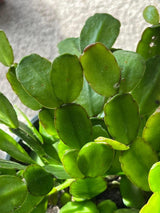 Easter Cactus Plants Live, Easter Cactus - 4 to 6 Inch Tall Houseplant Succulent Cactus Flower Plants, No Pot (Red Flowers)