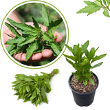 Epazote Plant Live, 4 Inch Pot, Epazote Herb for Culinary and Garden Growing