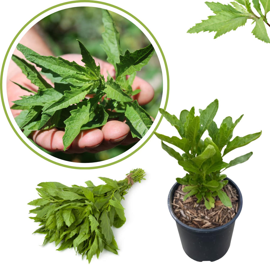 Epazote Plant Live, 4 Inch Pot, Epazote Herb for Culinary and Garden Growing