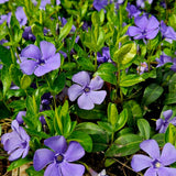 Set of 25 Vinca Minor Plants Live, 6 to 8 Inches Tall, Low Maintenance Periwinkle Ground Cover for Outdoor Landscaping and Garden Borders