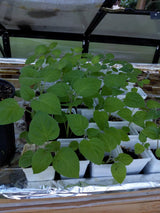 Sets 3 Gooseberry Bushes Live Plants, 4-7 Inches Ground Cherry Tree Live Plant Tomatillo Tomato for Outdoor Garden Planting Spring
