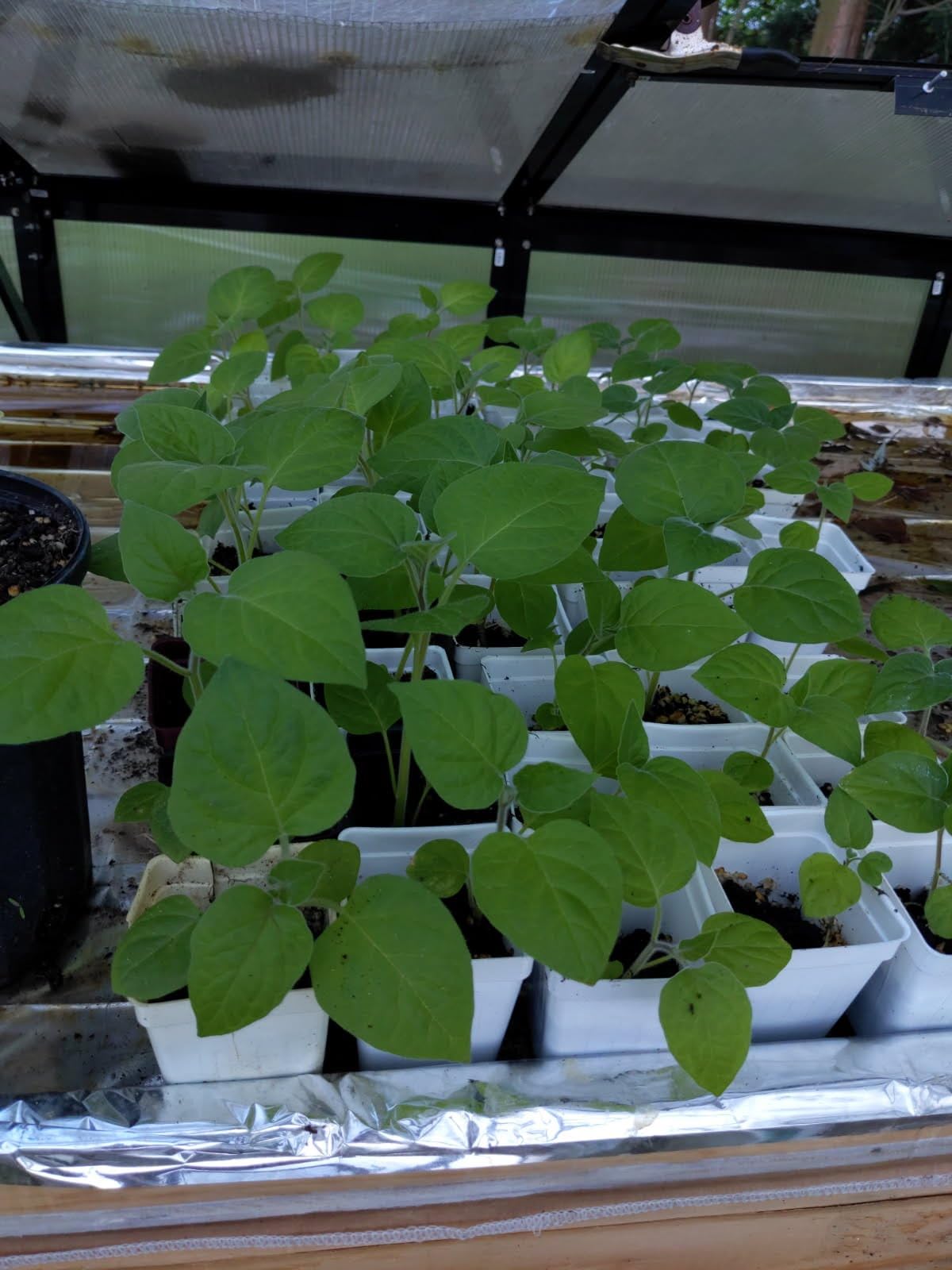 Sets 3 Gooseberry Bushes Live Plants, 4-7 Inches Ground Cherry Tree Live Plant Tomatillo Tomato for Outdoor Garden Planting Spring