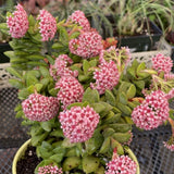Crassula Spring Live Plant, 2 Inch Pot, Compact Crassula Succulent Live Plant Full Rooted