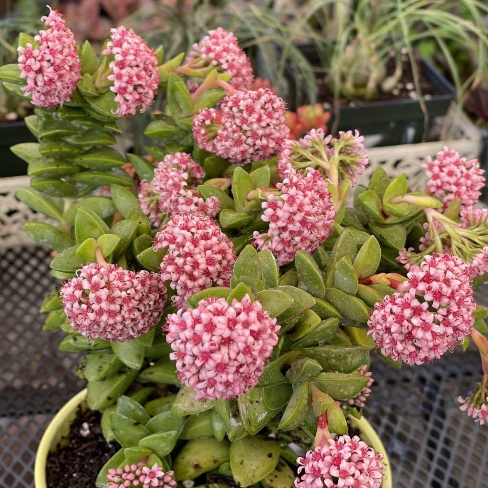 Crassula Spring Live Plant, 2 Inch Pot, Compact Crassula Succulent Live Plant Full Rooted