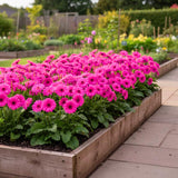 Sets 4 Pink Gerbera Daisy Live Plants, Ready to Bloom in Spring, Flower Winter Hardy Outdoor Planting