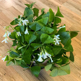 Green Oxalis Shamrock Plant, in 3.5" Pot, Hardy Perennial for Indoor Outdoor Growing
