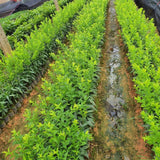 2 Chickasaw Plum Trees Live Plants Bare Roots for Planting, 1 Year Old for Gardening 12-18" Dormant, No Pot