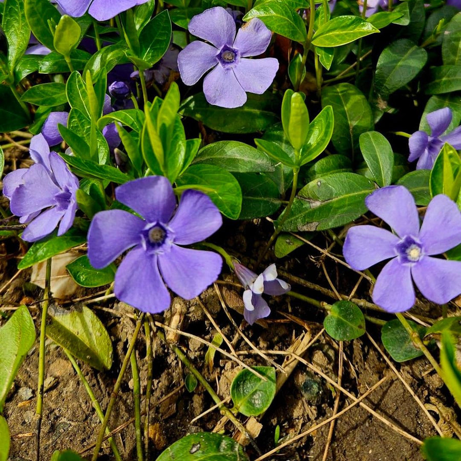 Set of 50 Periwinkle Plant Live, Vinca Minor Plants Live, Periwinkle Ground Cover, Well Rootes for Outdoor Gardens, Slopes, and Landscape Areas