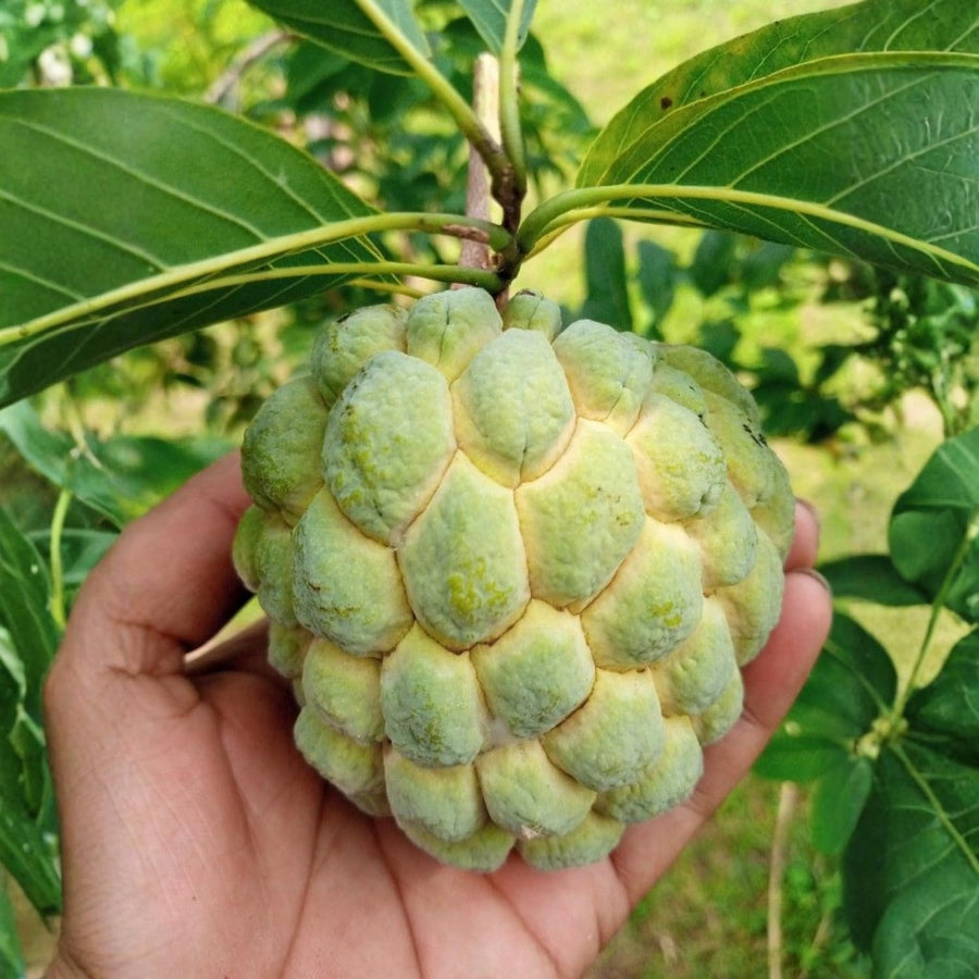 Sugar Apple Tree Live Plant, 3 Years Old Sweet Custard Apple Tree, Ready to Bear Fruits, 3-4 Feet Tall Fully Rooted