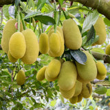 Dwarf Jackfruit Tree Live Plant, Tropical Jackfruit Plant Live, 6-8" Tall, 4 Inch Pot