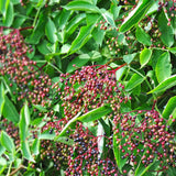 Sweet Black Elderberry Plant Live, 1.5 to 2.5 Feet Tall in 1 Gallon Pot, Hardy Fruit-Producing Shrub for Outdoor Planting