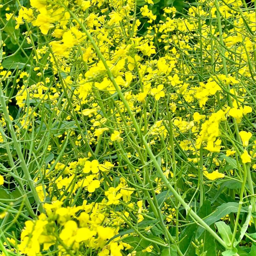 Pack 1000 Mustard Green Seeds, Mustard Greens Vegetable Seeds, Fresh Garden Seed for Planting