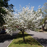 White Dogwood Tree Live Plant for Planting Outdoor, 6-13 Inch Tall, Dogwood Live Plant Dogwood Bush, Dogwood Plant Live, in Pot