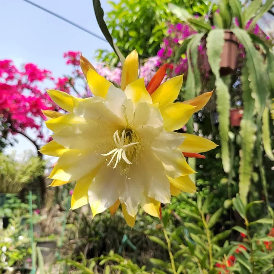 2 Yellow Epiphyllum Orchid Cactus Live Plants, 6-8" in Tall Succulent for Indoor Outdoor Home Decor, Cold Hardy, Spring Planting