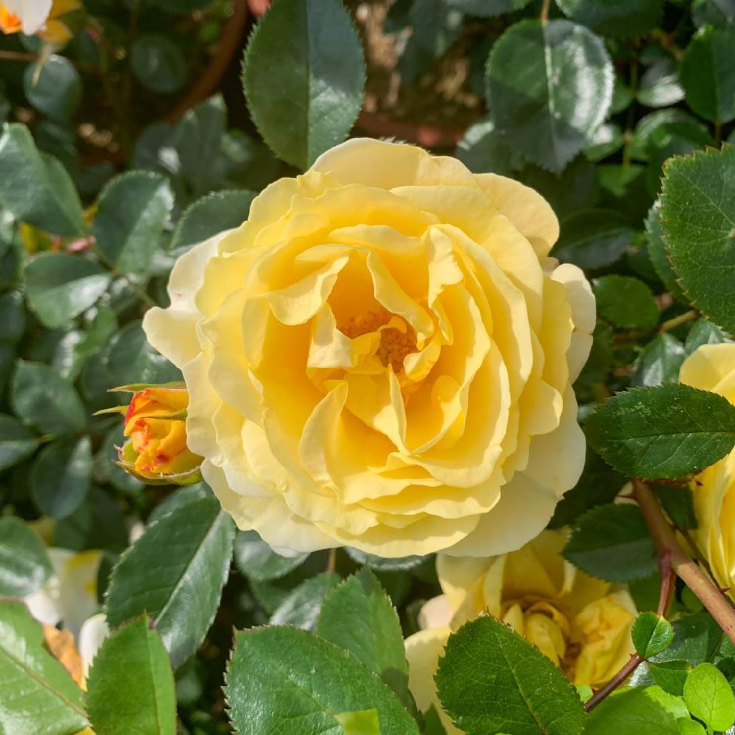 Rose Bush Live Plant - Climbing Rose Plant Live - Bareroot with Soil 7-10 Inch Tall - Fragrant Rose Flowers Heirloom Rose Shrub (Yellow Rose)