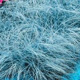 Seedling Blue Ornamental Grasses Live Plants Perennial, Live Fescue Grass Plant for Planting, 5 to 8 Inc Tall