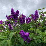 Vibrant Purple Lilac Bush Live Tree Plant, 1 Year Old Tree for Planting, 6 to 12 Inches in Tall, Hardy Shrub, Dormant in Winter