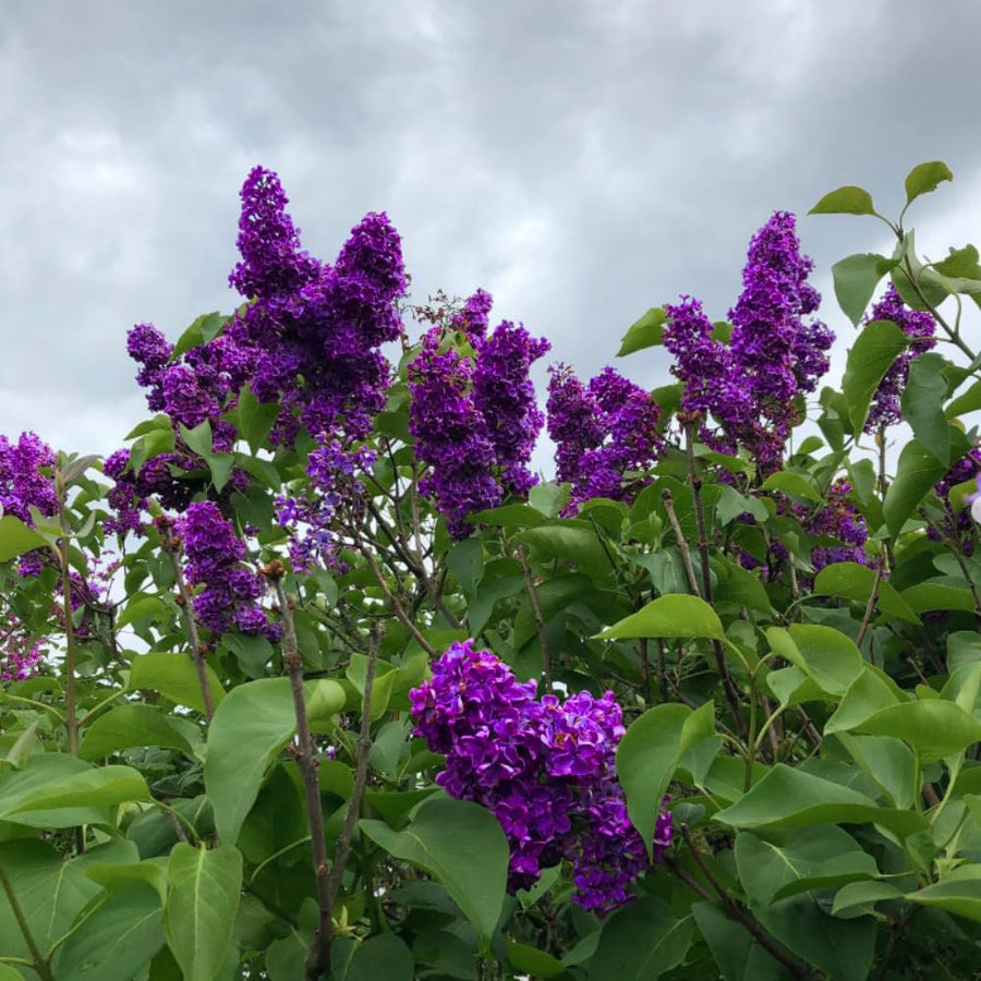 Vibrant Purple Lilac Bush Live Tree Plant, 1 Year Old Tree for Planting, 6 to 12 Inches in Tall, Hardy Shrub, Dormant in Winter