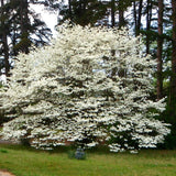 1 Year Old Kousa White Dogwood Trees Shrubs Bushes, 6-12 Inc Tall for Planting Outside, Flowering Dogwood Tree Plant Live for Outdoor Winter Planting