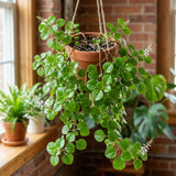Green Swedish Ivy Live Plants in 4'' Pot, Hardy Ivy Vine Plant for Trellis, Ground Cover, Live Indoor Houseplants