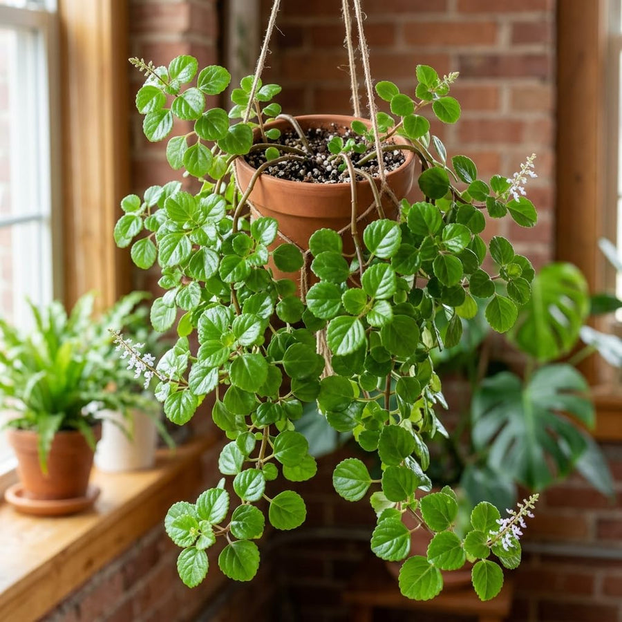 Green Swedish Ivy Live Plants in 4'' Pot, Hardy Ivy Vine Plant for Trellis, Ground Cover, Live Indoor Houseplants