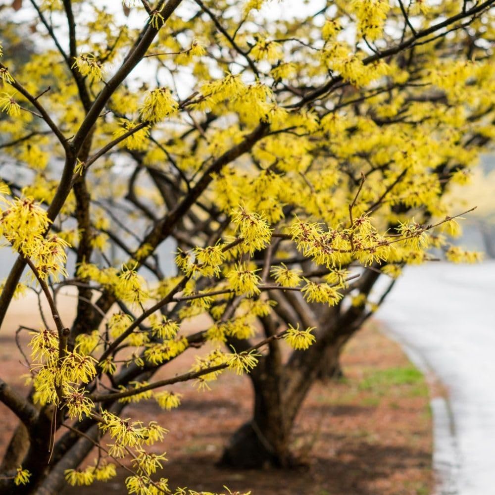 Witch Hazel Live Plant, Witchhazel Tree Plant Live 12-16 Inch Tall, Yellow Flower for Outdoor Landscaping and Garden, Dormant in Winter