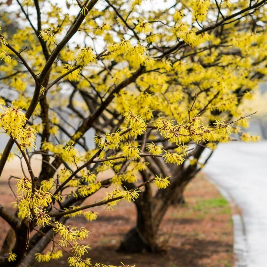 Witch Hazel Live Plant, Witchhazel Tree Plant Live 12-16 Inch Tall, Yellow Flower for Outdoor Landscaping and Garden, Dormant in Winter