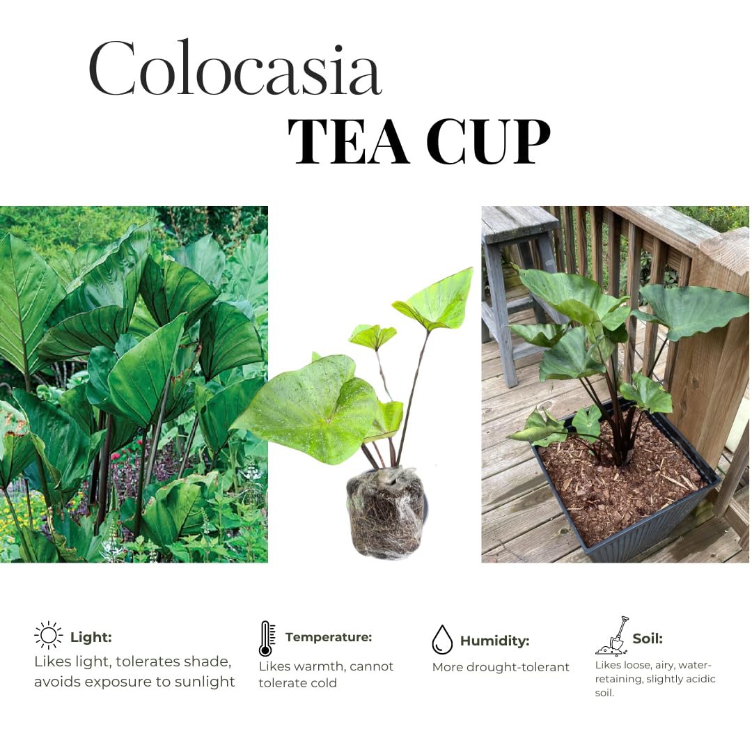 3 Colocasia Plants Live, Elephant Ear Caladium Esculenta Plants, 5 to 8 Inc Tall (Tea Cup)