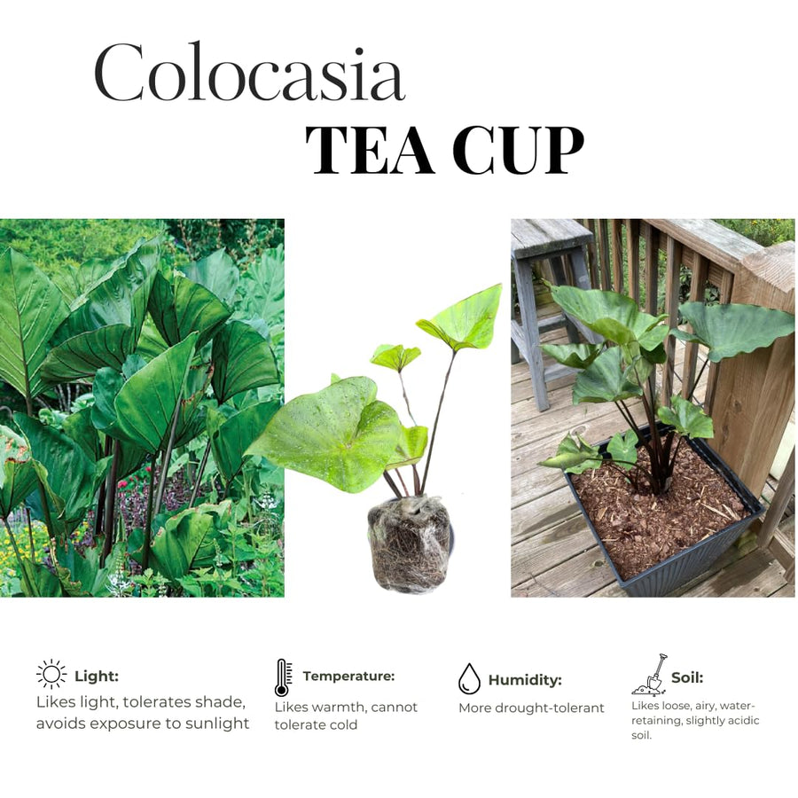 3 Colocasia Plants Live, Elephant Ear Caladium Esculenta Plants, 5 to 8 Inc Tall (Tea Cup)