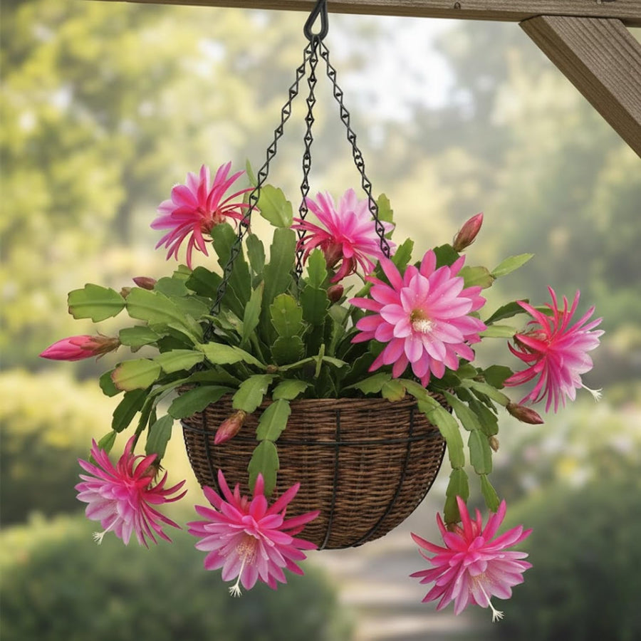 Epiphyllum Orchid Cactus Live Plant, Vibrant Blooming Orchird Cactus in 3.5" Pot, Compact, Cold Hardy, Low Maintenance (Pink Orchid Cactus)